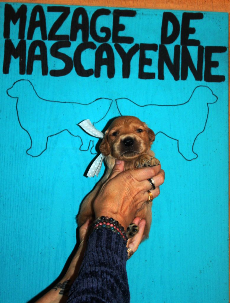 Du mazage de mascayenne - Chiots disponibles - Golden Retriever