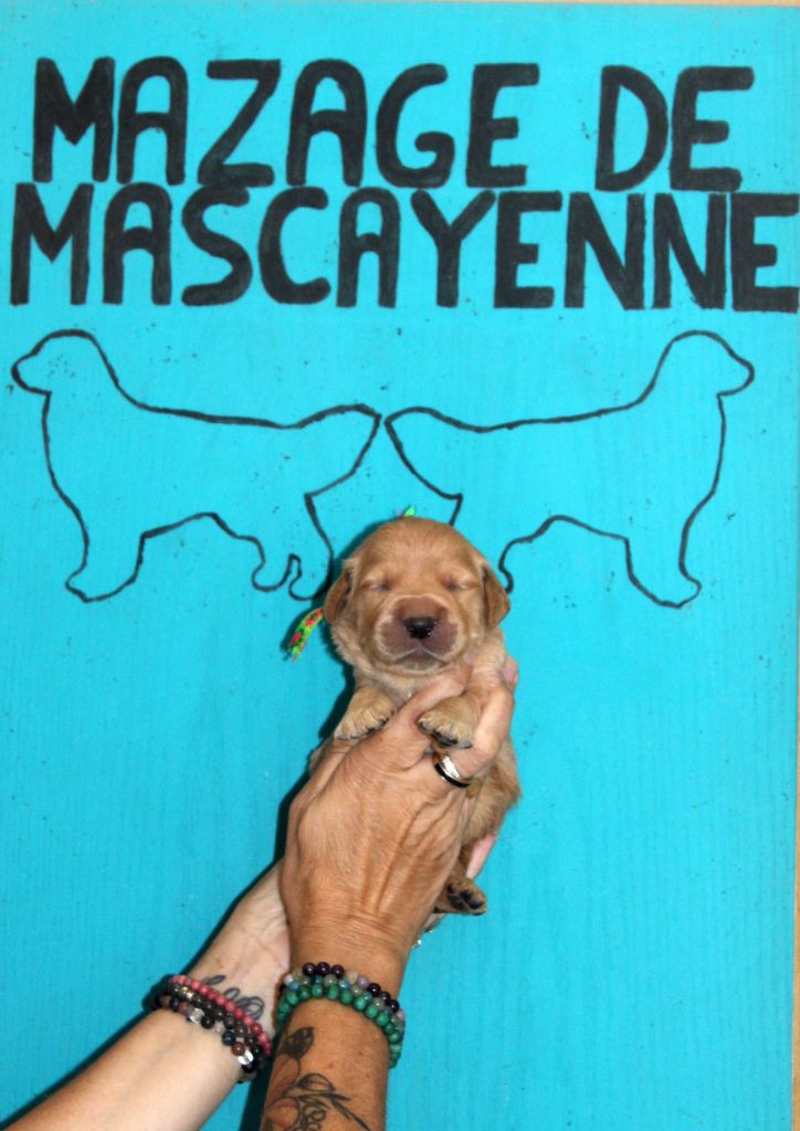 Du mazage de mascayenne - Chiots disponibles - Golden Retriever