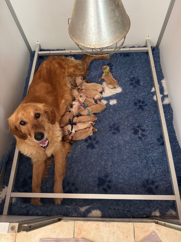 Du mazage de mascayenne - Chiots disponibles - Golden Retriever