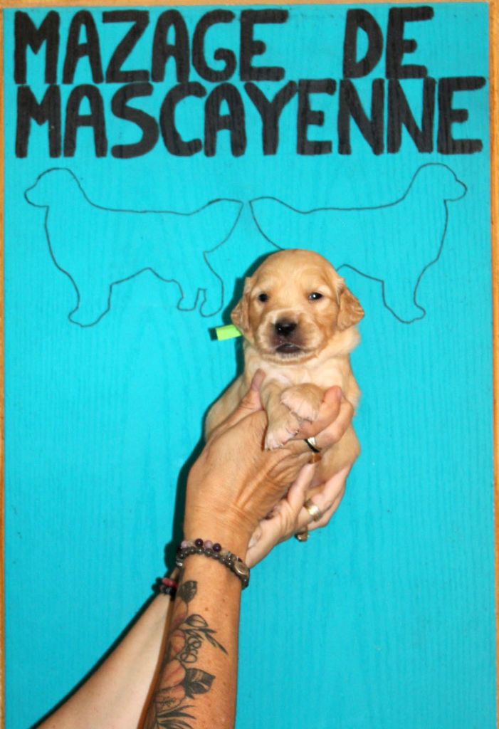 Du mazage de mascayenne - Chiots disponibles - Golden Retriever