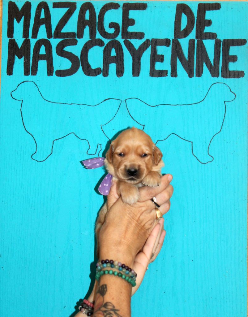 Du mazage de mascayenne - Chiots disponibles - Golden Retriever