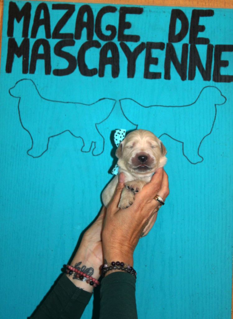 Du mazage de mascayenne - Chiots disponibles - Golden Retriever