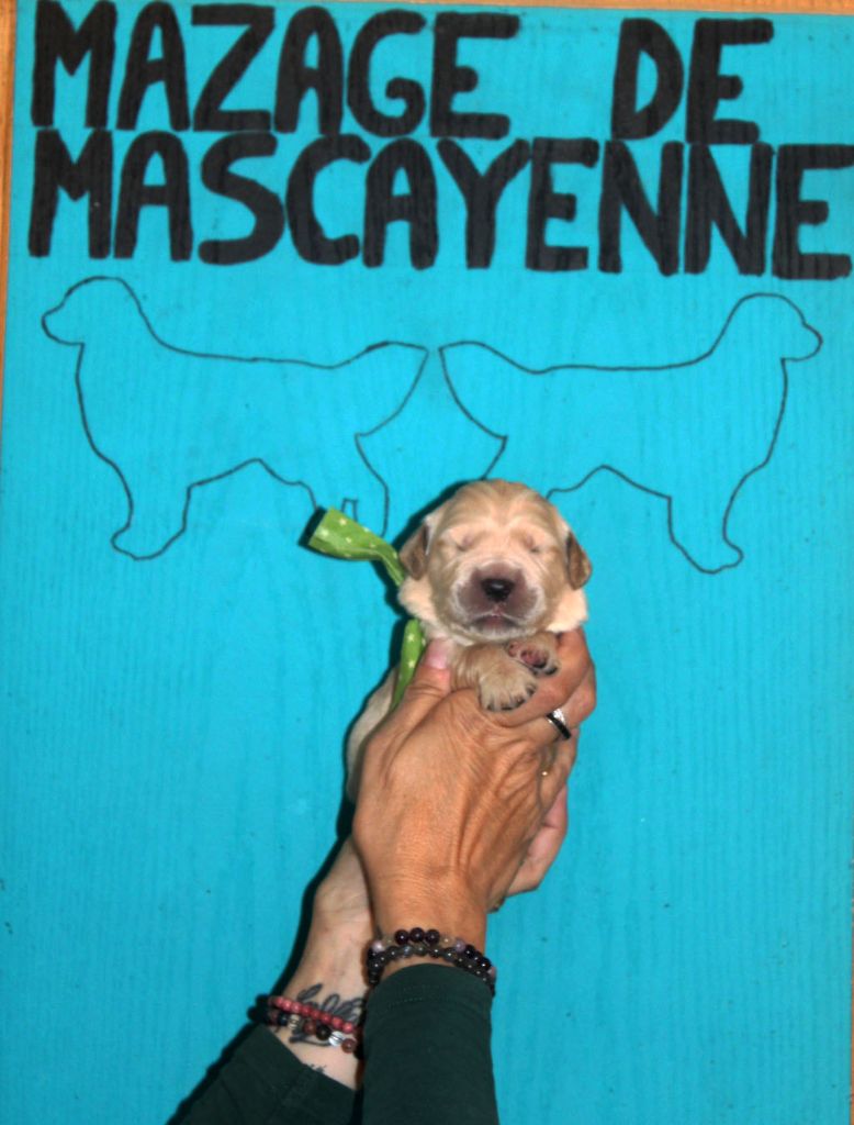 Du mazage de mascayenne - Chiots disponibles - Golden Retriever