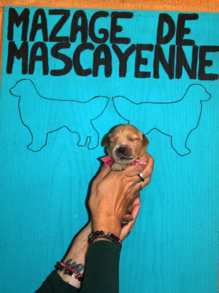 Du mazage de mascayenne - Chiots disponibles - Golden Retriever