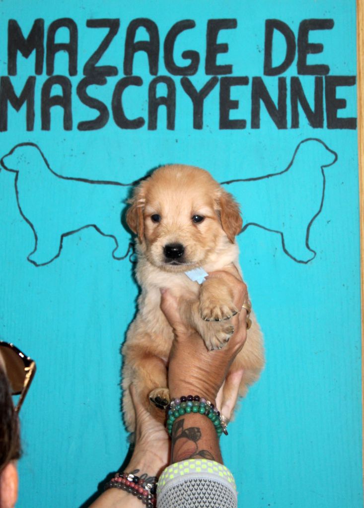 Du mazage de mascayenne - Chiots disponibles - Golden Retriever