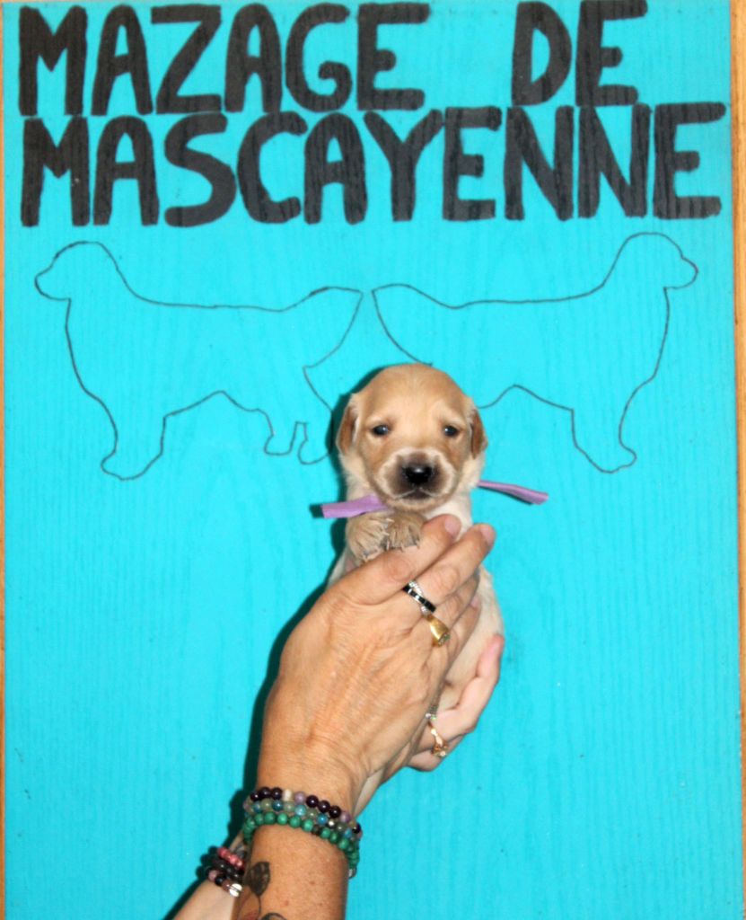 Du mazage de mascayenne - Chiots disponibles - Golden Retriever