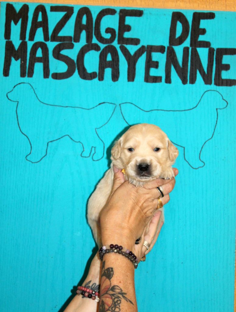 Du mazage de mascayenne - Chiots disponibles - Golden Retriever