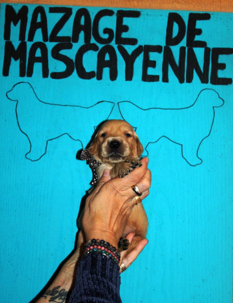 Du mazage de mascayenne - Chiots disponibles - Golden Retriever