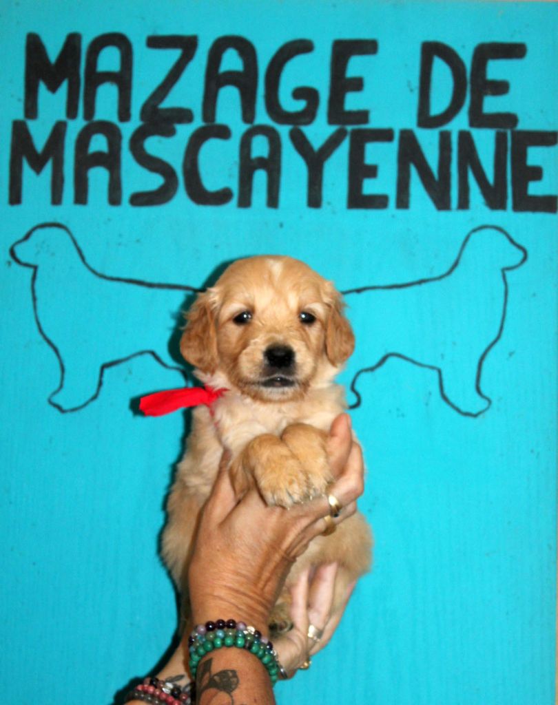 Du mazage de mascayenne - Chiots disponibles - Golden Retriever