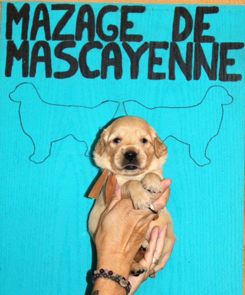 Du mazage de mascayenne - Chiots disponibles - Golden Retriever