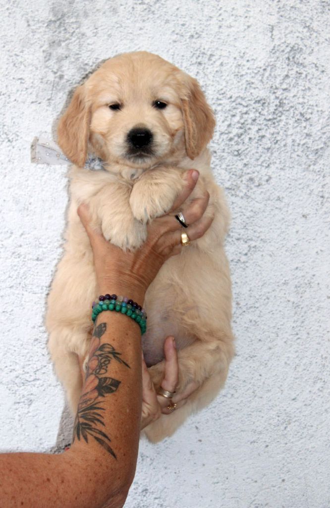 Du mazage de mascayenne - Chiots disponibles - Golden Retriever