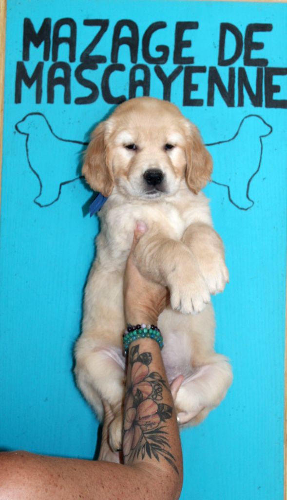 Du mazage de mascayenne - Chiots disponibles - Golden Retriever