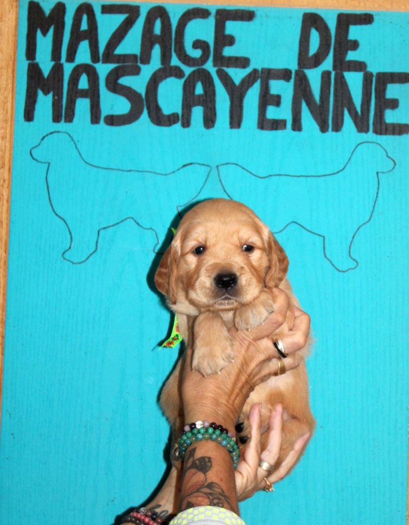 Du mazage de mascayenne - Chiots disponibles - Golden Retriever