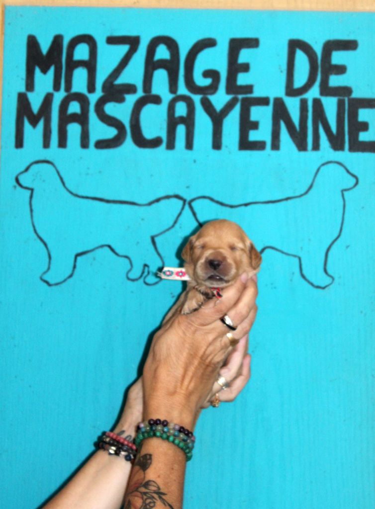 Du mazage de mascayenne - Chiots disponibles - Golden Retriever