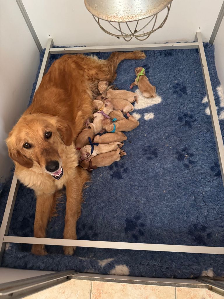 Du mazage de mascayenne - Chiots disponibles - Golden Retriever