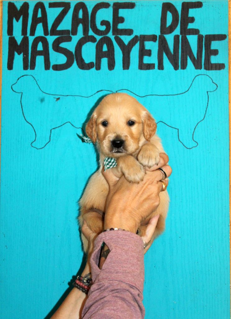 Du mazage de mascayenne - Chiots disponibles - Golden Retriever