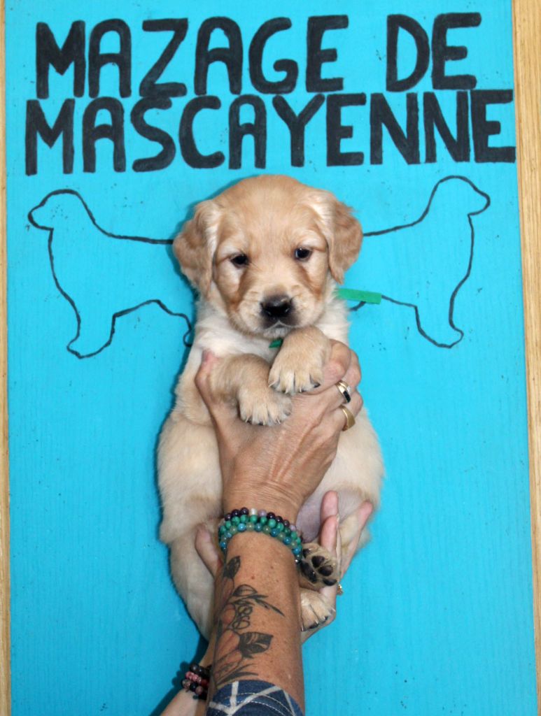 Du mazage de mascayenne - Chiots disponibles - Golden Retriever