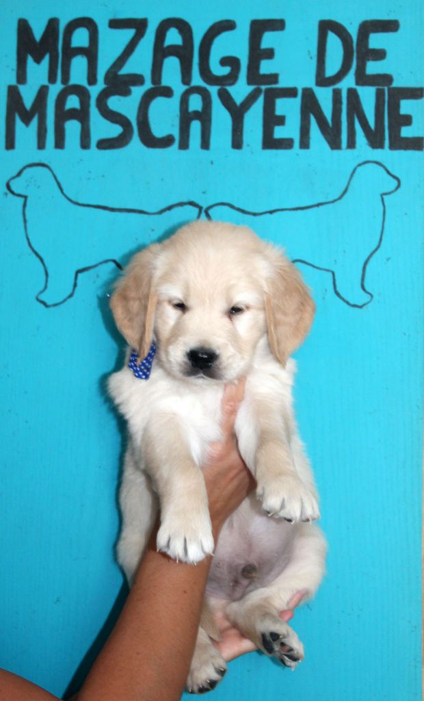 Du mazage de mascayenne - Chiots disponibles - Golden Retriever