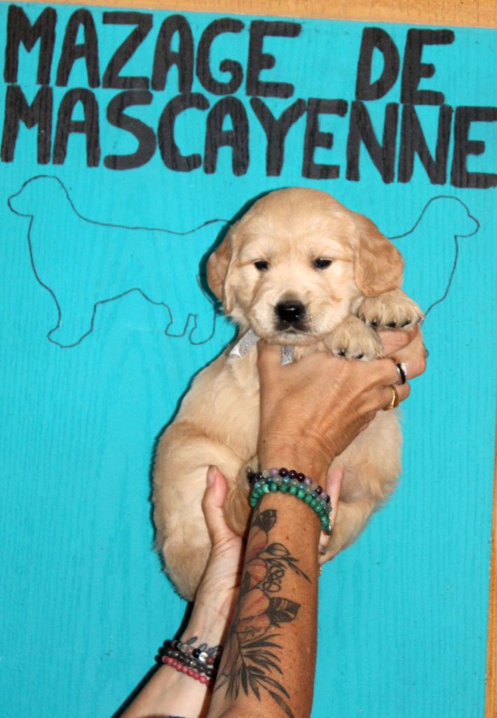 Du mazage de mascayenne - Chiots disponibles - Golden Retriever