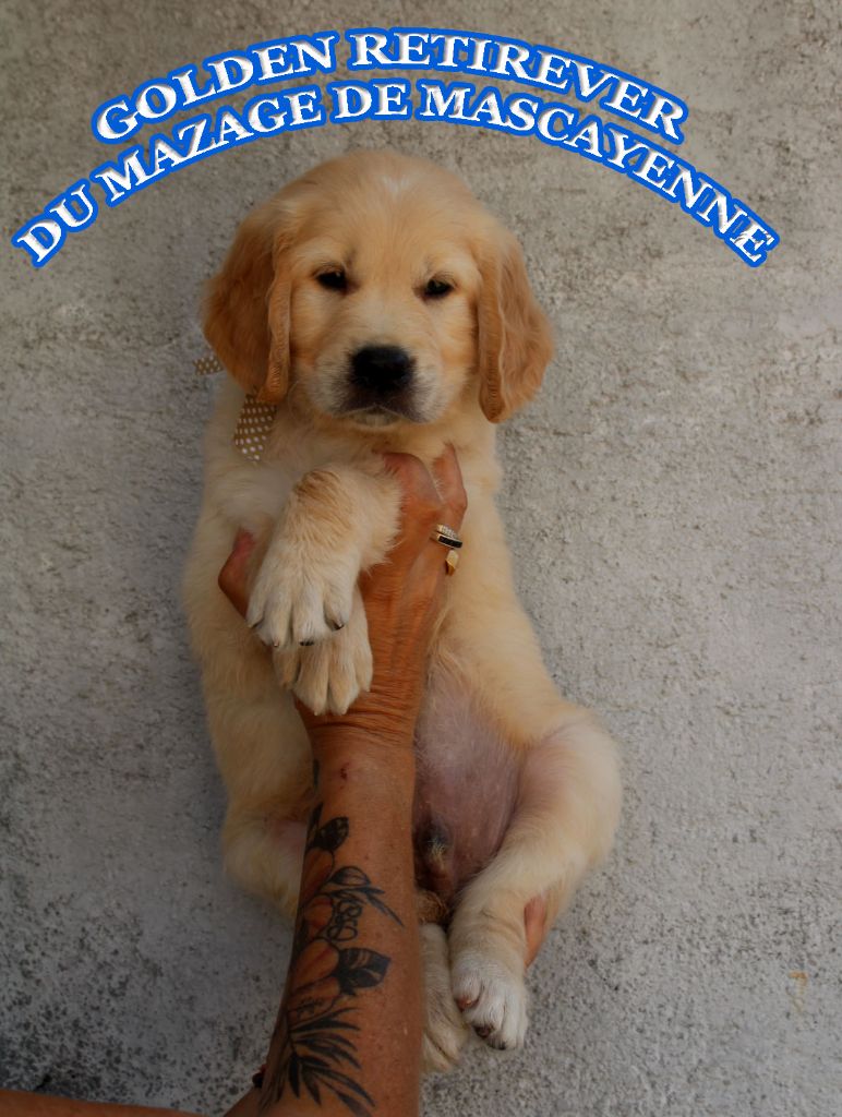 Du mazage de mascayenne - Chiots disponibles - Golden Retriever
