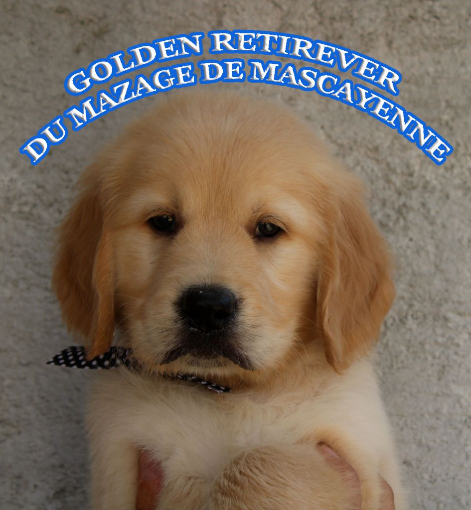 Du mazage de mascayenne - Chiots disponibles - Golden Retriever