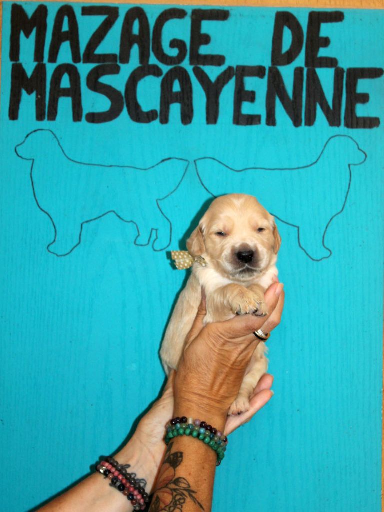 Du mazage de mascayenne - Chiots disponibles - Golden Retriever