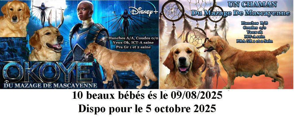 Chiot Golden Retriever Du mazage de mascayenne