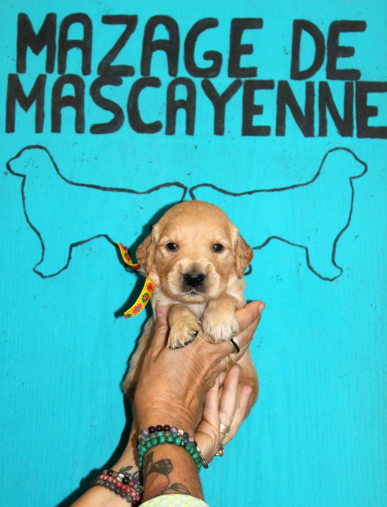 Du mazage de mascayenne - Chiots disponibles - Golden Retriever