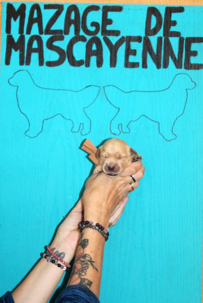 Du mazage de mascayenne - Chiots disponibles - Golden Retriever