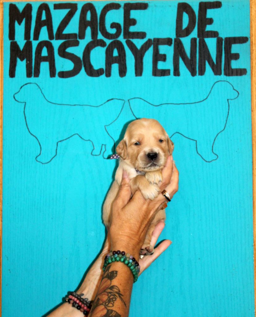 Du mazage de mascayenne - Chiots disponibles - Golden Retriever