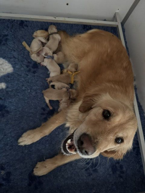 Du mazage de mascayenne - Chiots disponibles - Golden Retriever