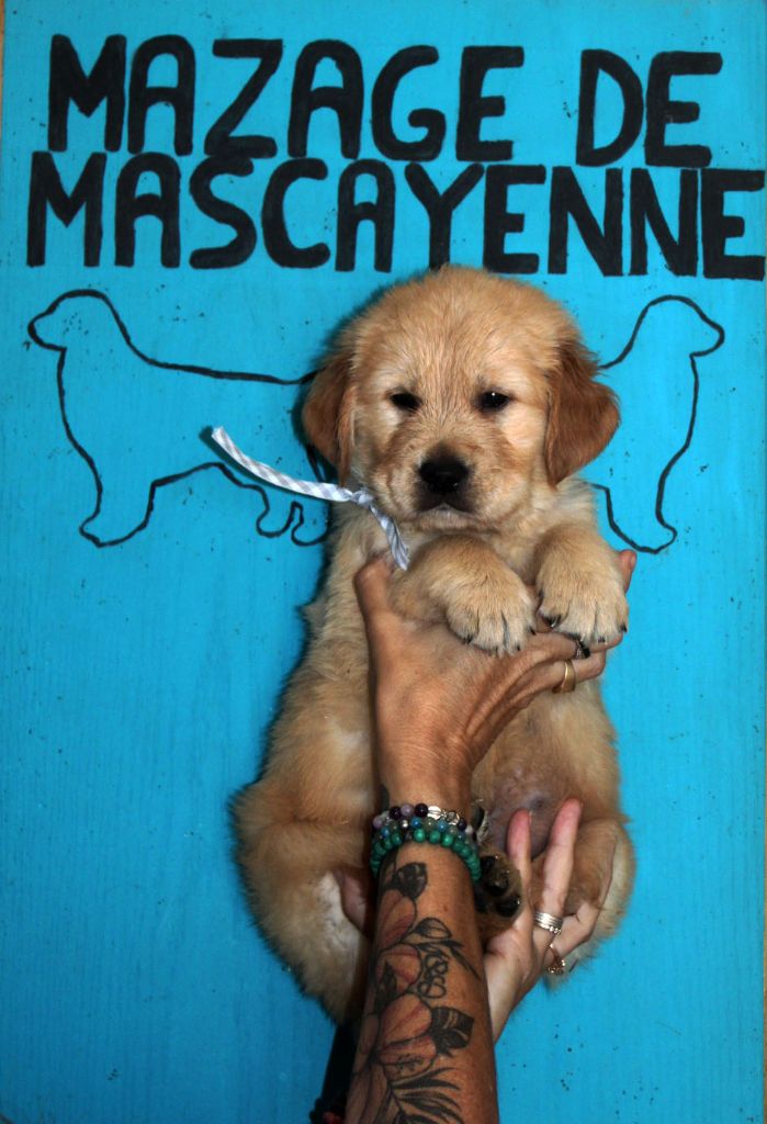 Du mazage de mascayenne - Chiots disponibles - Golden Retriever