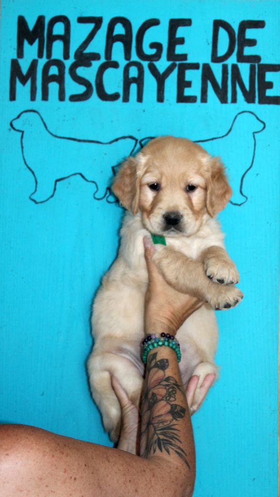 Du mazage de mascayenne - Chiots disponibles - Golden Retriever