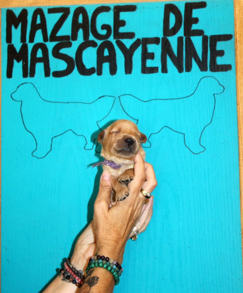 Du mazage de mascayenne - Chiots disponibles - Golden Retriever