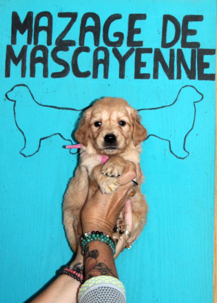 Du mazage de mascayenne - Chiots disponibles - Golden Retriever