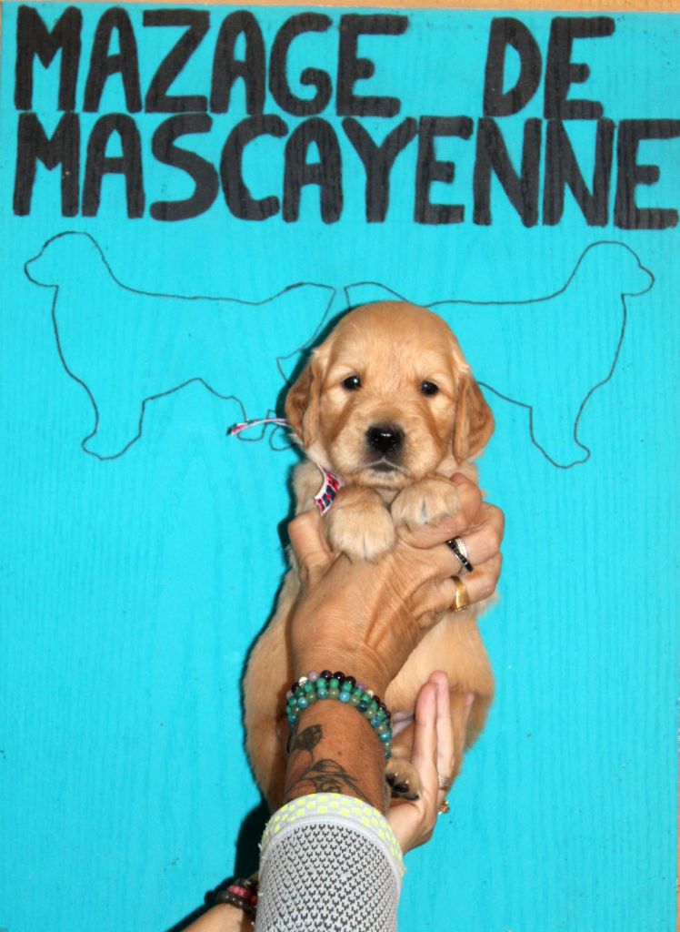 Du mazage de mascayenne - Chiots disponibles - Golden Retriever