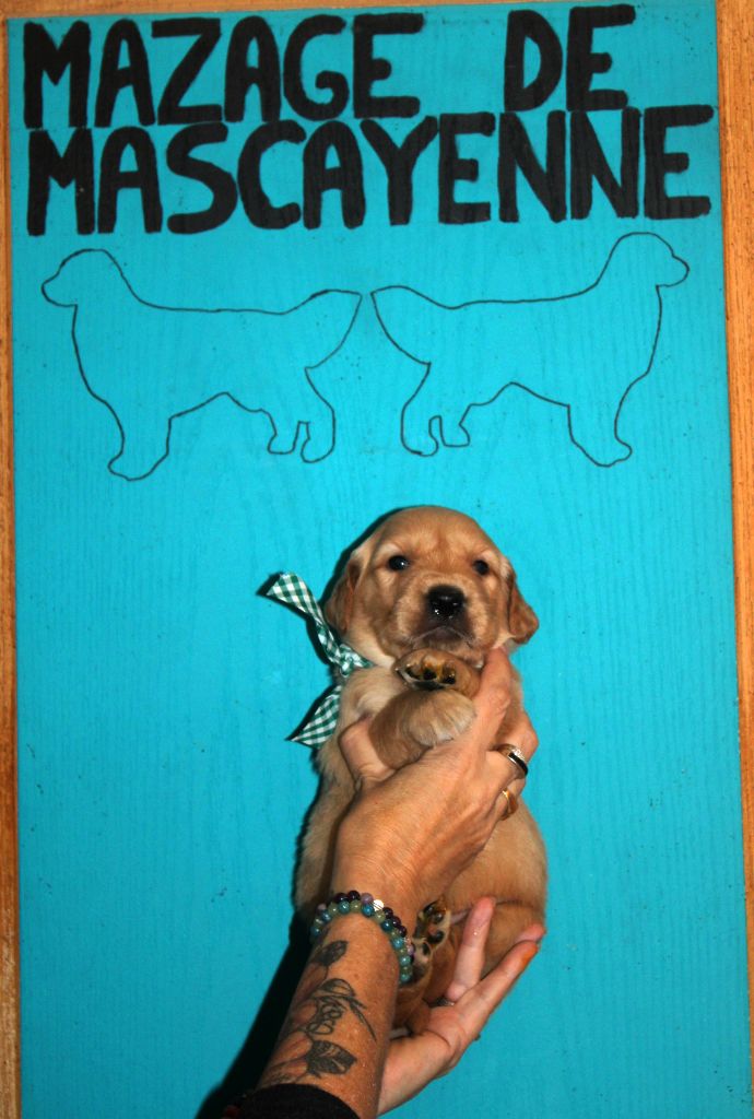 Du mazage de mascayenne - Chiots disponibles - Golden Retriever