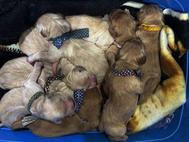 Chiot Golden Retriever Du mazage de mascayenne