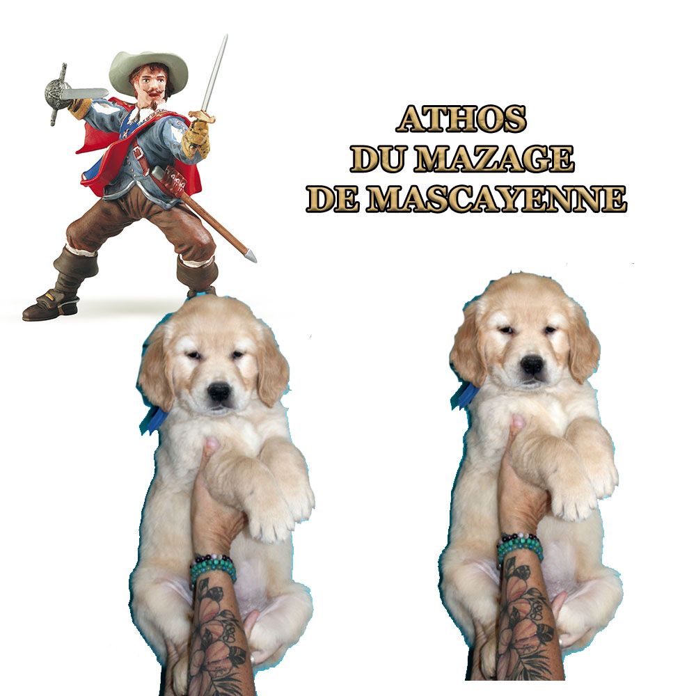 Du mazage de mascayenne - Chiots disponibles - Golden Retriever