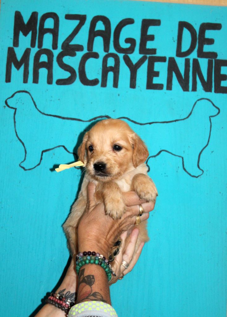 Du mazage de mascayenne - Chiots disponibles - Golden Retriever