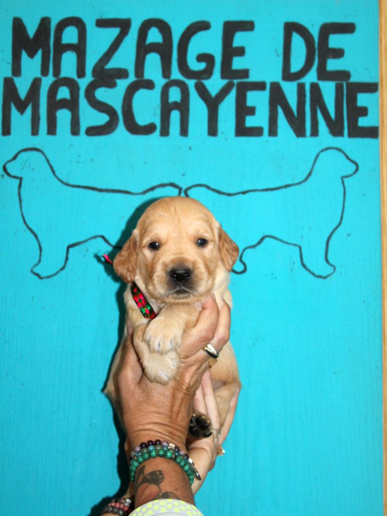 Du mazage de mascayenne - Chiots disponibles - Golden Retriever