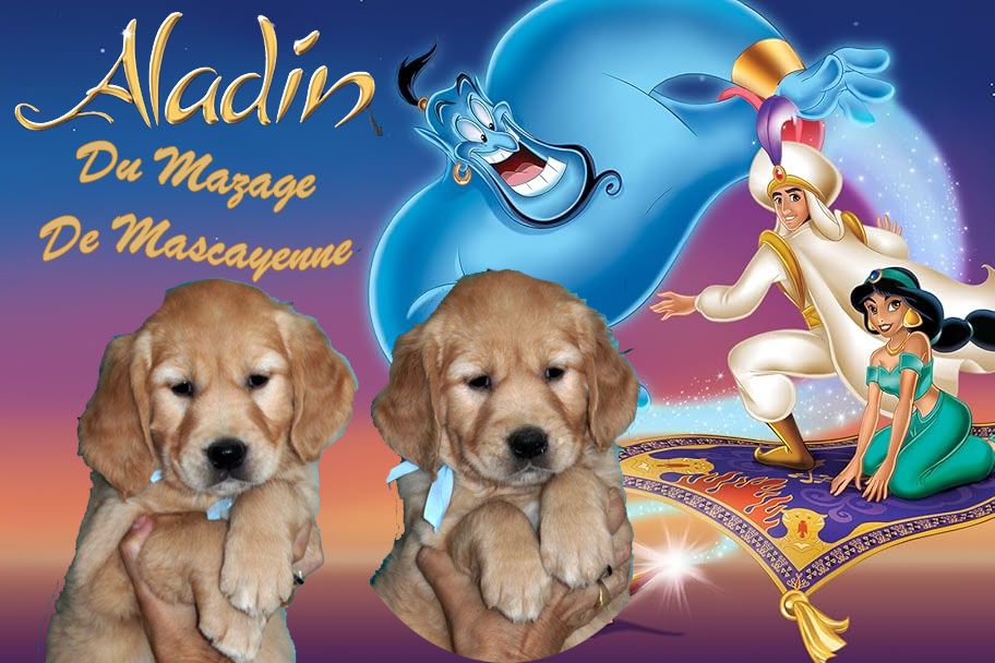 Du mazage de mascayenne - Chiots disponibles - Golden Retriever