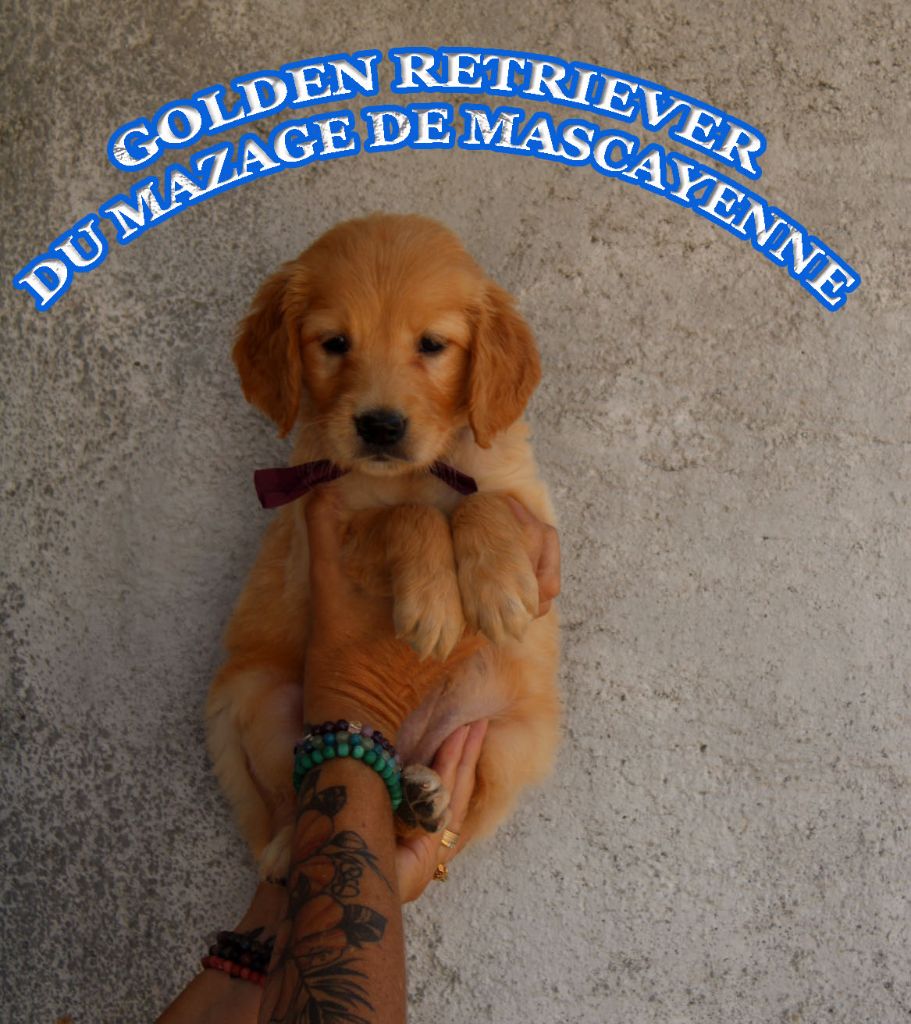 Du mazage de mascayenne - Chiots disponibles - Golden Retriever