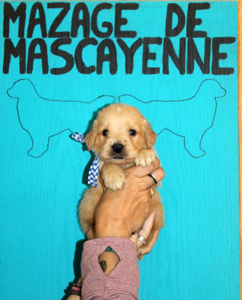 Du mazage de mascayenne - Chiots disponibles - Golden Retriever