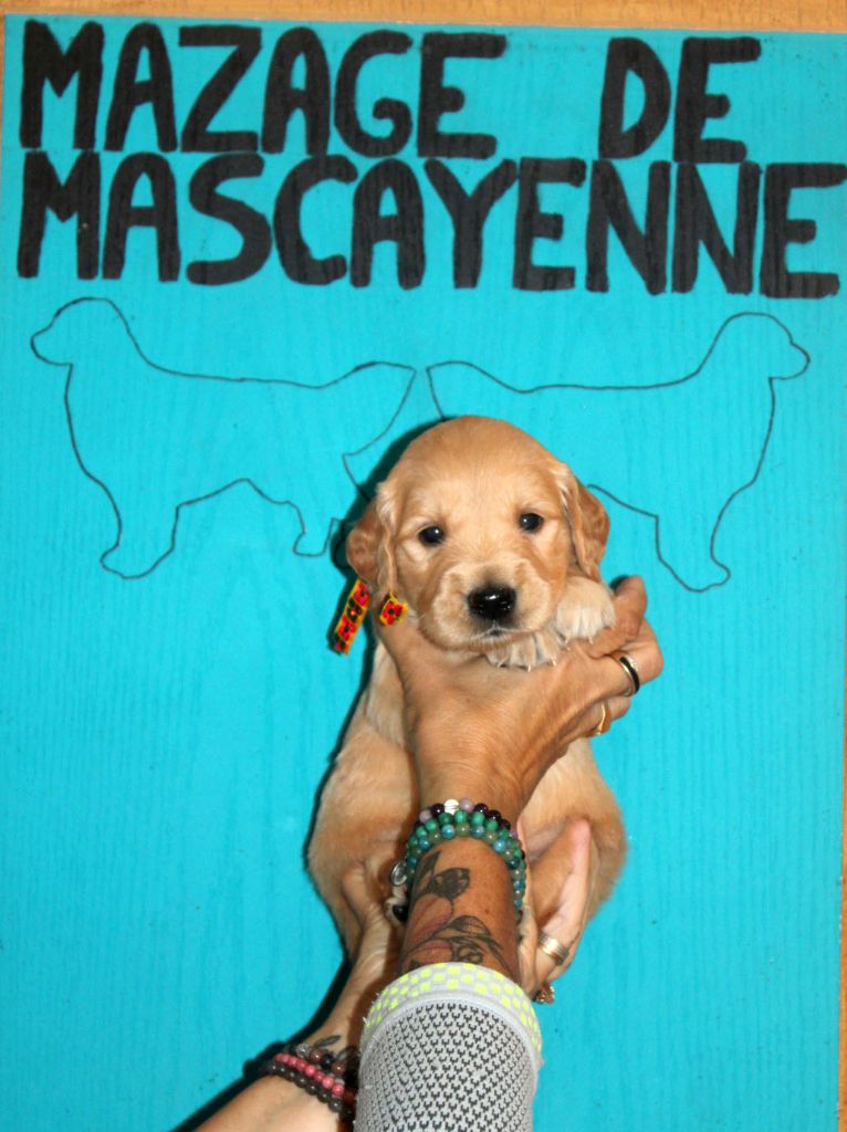 Du mazage de mascayenne - Chiots disponibles - Golden Retriever