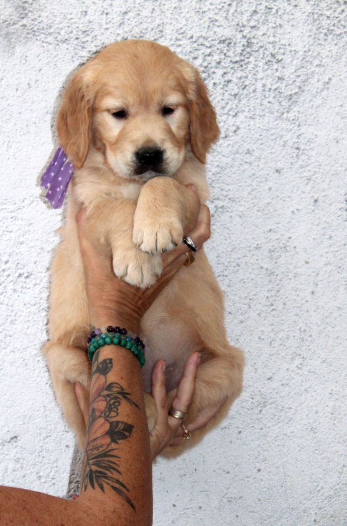 Du mazage de mascayenne - Chiots disponibles - Golden Retriever