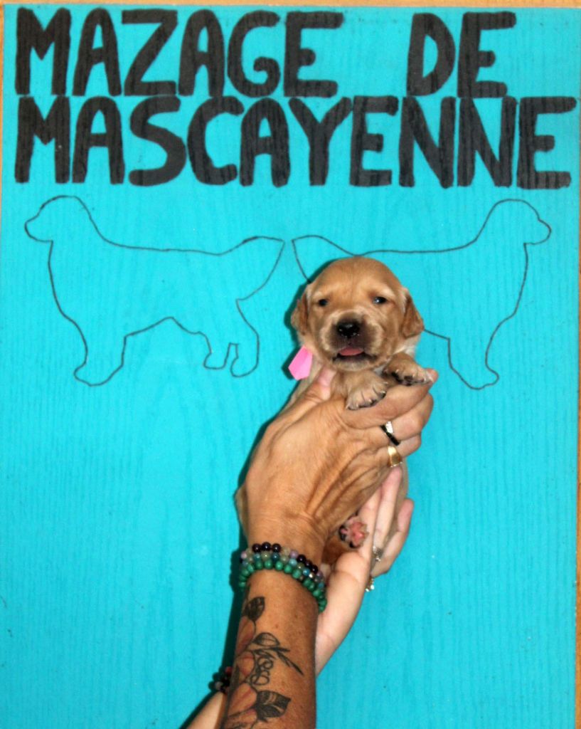 Du mazage de mascayenne - Chiots disponibles - Golden Retriever