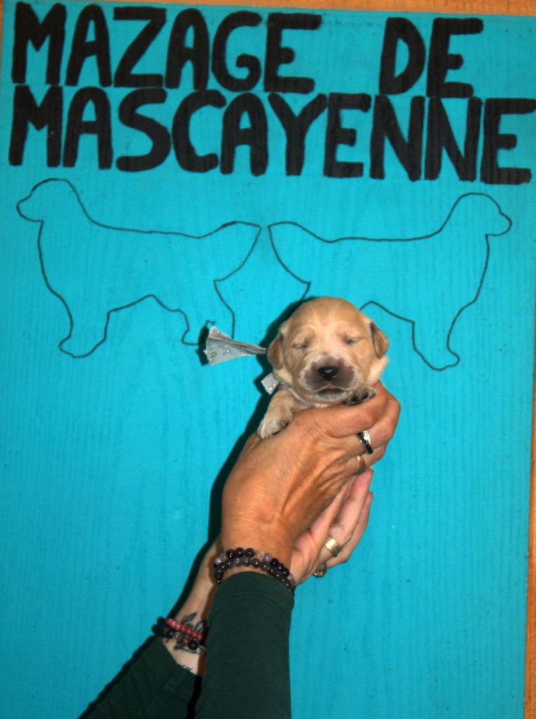Du mazage de mascayenne - Chiots disponibles - Golden Retriever