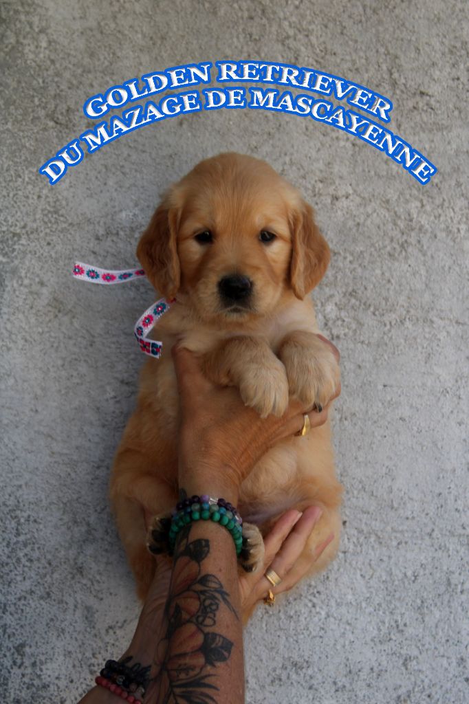 Du mazage de mascayenne - Chiots disponibles - Golden Retriever