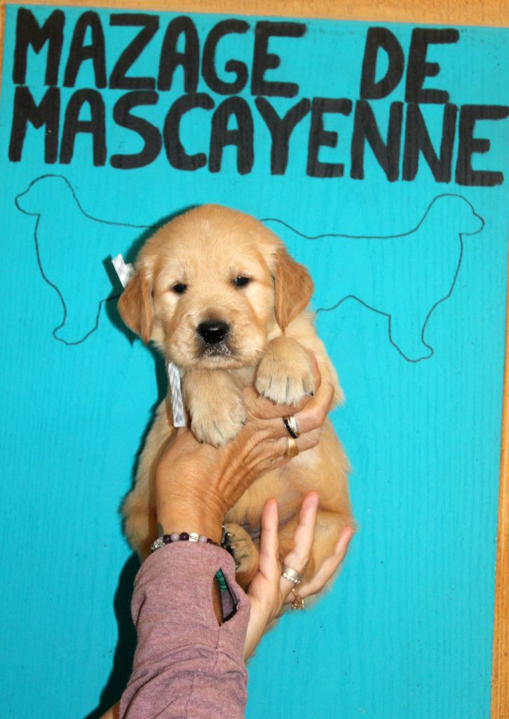 Du mazage de mascayenne - Chiots disponibles - Golden Retriever